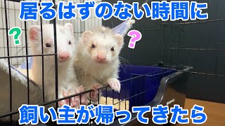 居るはずのない時間に飼い主が帰ってきたら〜if the owner returns when you should n't be there〜フェレットフクともちおの成長日記