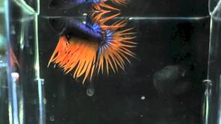 Betta Crowntail Orange Mustard Gas / My Fish Room