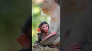 Really cutie and Lovely newborn baby monkey😍😘❤️ part#909 #short  #monkey #awesomemonkey #monkey4u