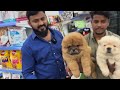 danny new pet shop in hyderabad cheapest dogs in hyderabad