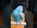 【セキセイインコ】かわいいひばりちゃん