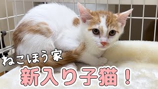 【新入り】我が家に子猫がやってきました！！