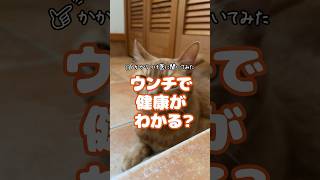 【かかりつけ医に聞いてみた-009】ウンチで健康がわかる？　#shorts  #うんこちゃん #ねこのいる生活 #猫好き #段ボールハウス  #ニャンテコッタ