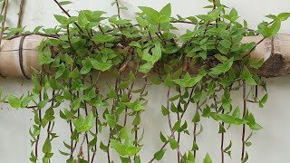 Turtle Vine styled in different ways//Beautiful summer plant//Care, Update of propagation by cutting