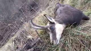 Trophy chamois hunt in Slovenia - Double shot!