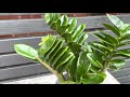 45cm zz plant zamioculcas zenzi 14cm pot 45cm height