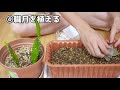 栽培もできる！リクガメのエサに最適な『多肉植物』を与えてみた結果・・・