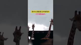 原来长颈鹿是这样躲雨的#shorts #热点 #热点新闻 #新闻 #热门