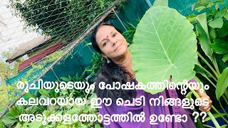 CHEERA CHEMBU |  ചീര ചേമ്പ് | രുചിയുടെയും പോഷകത്തിന്റെയും കലവറയായ ചെടി |