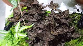 Jewel Orchid ลายน้ำทอง ใบเหมือนลายไทยสีทอง รวมประกวดงานบ้านและสวน