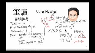 머리및목근육7 기타근육1