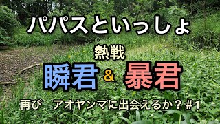 パパスといっしょ　　熱戦　　瞬君\u0026暴君　　再び　アオヤンマに出会えるか？＃1