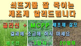 [4K] 쇠뜨기풀 잘 죽이는 제초제 알려드립니다. : 글라신(근사미) + MCPP 혼합 처리 20 후