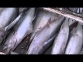 Promoting Sustainability - Tuna Fisheries of Mabul Island