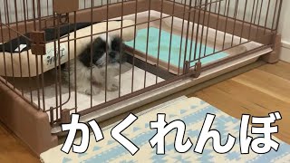 3分てん日記 11【かくれんぼ】シーズー生後3ヶ月