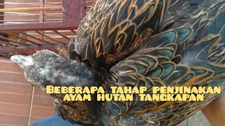 Tahap Menjinakan ayam hutan tangkapan liar.