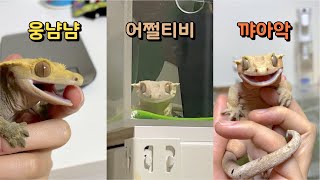 얼굴만 봐도 성격 다 다른 도마뱀들