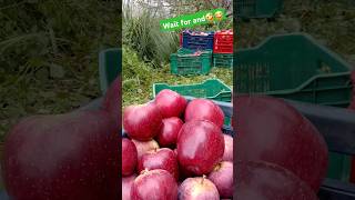 Delicious red apple - farm fresh fruit #shorts