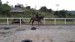 Trot to Canter by Ikhwan Equestrian Wadi Harapan