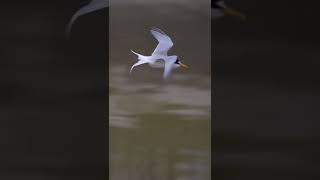 The graceful Little Tern diving for fish. Slow-mo video, slowed down by 5 times. #singaporewildlife