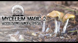 Mycelium Magic 2 - Wavy Caps  (Psilocybe Cyanescens)