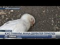 Ел аймақтарында құс тұмауына қарсы шаралар жүріп жатыр