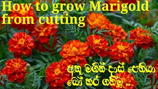 How to grow marigold from cutting..දාස් පෙතියා අතු වලින් බෝ කර්මු.life with sula🌹🌹