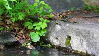 [4K]円山公園のオシドリのヒナたち15羽  15 madarin duck chicks