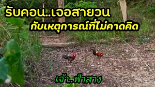 ต่อไก่ป่า ep55 ฟ้าสาง..รับคอนเจอสายวนเข้าเร็วมาก กับเหตุการณ์ที่ไม่คาดคิด#ธรรมชาติ #มาแรง #เดินป่า