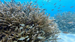 Snorkeling at 1000 Steps - Bonaire