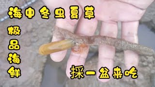 【阿鐵趕海】阿鐵趕海採海中「冬蟲夏草」，炒一盆吃太奢侈了，很少有人懂得吃