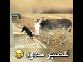 احذر الحليم إذا غضب ..