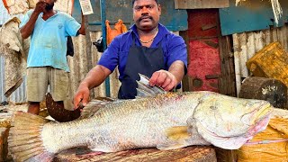 KASIMEDU 🔥 SPEED SELVAM | 12 KG BIGG GOLD KODUVA FISH CUTTING VIDEO | IN KASIMEDU | FF CUTTING 🔪