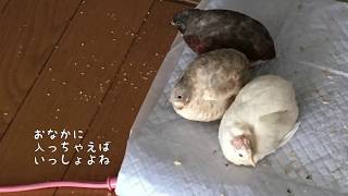 閲覧注意【姫うずら】白い虫の方が好き？実験してみた     Do they prefer white mealworms?Experiment