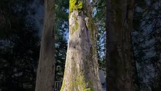 白山比咩神社境内、白山の神様