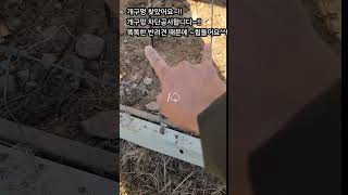 1♤개구멍을 찾았어요.차단공사해봅니다.더이상 탈출금지 #반려견 #강아지 #주말농장