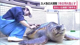 カメの甲羅もきれいに！水族館のカメ池で大掃除