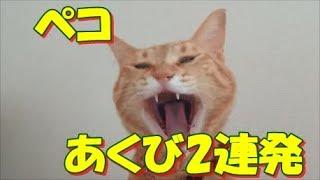 我が家の猫　ペコ　あくび2連発