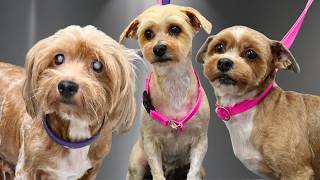 I Rescued These 5 Dogs...Then Transformed Them 😍