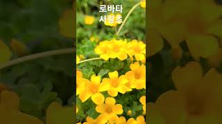 은혜화훼판매장 로바타사랑초