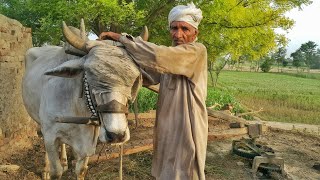 Old Farmer Cutting Fodder With Bull-Powered Gear Toka Machine