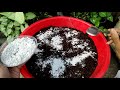 how to use trichoderma viride in gardening in hindi biofungicide trichoderma mission gardening