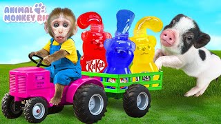 Monkey Rio Harvests colorful Honey Jelly with Cute Piglet | Animal Monkey Rio