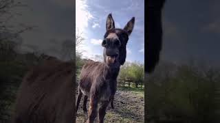 Laughing Donkey 💝 Cute Animals #shorts