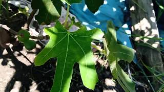 HATFIELD FIG  海菲爾無花果