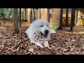 大好きなお芋に舌鼓をうつルンルン　great pyrenees　グレートピレニーズ