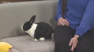 Pet of the Week: Ocho