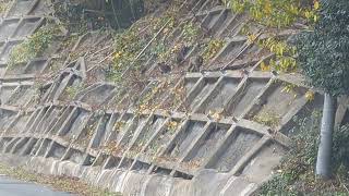 福岡県糸島市、瑞梅寺ダムに向かう途中で猿が30匹くらい居ました。野生でこんなに沢山見たのは高崎山以外初めて🤣