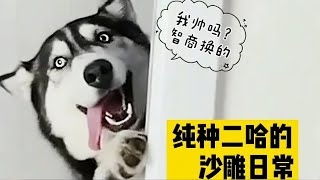 純種二哈的沙雕日常，看哈士奇是如何瘋狂虐主人，我心態崩了啊！#pets #哈士奇 #萌宠 #萌寵 #狗狗