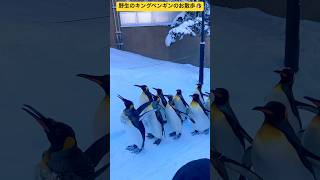 【真冬の旭山動物園】②野生のキングペンギンの貴重なお散歩の一コマ🐧 大盛況の冬季イベント🤩 北海道旭川市✨#ninjya #shorts #旭川市 #旭山動物園 #ペンギン #ペンギンの散歩